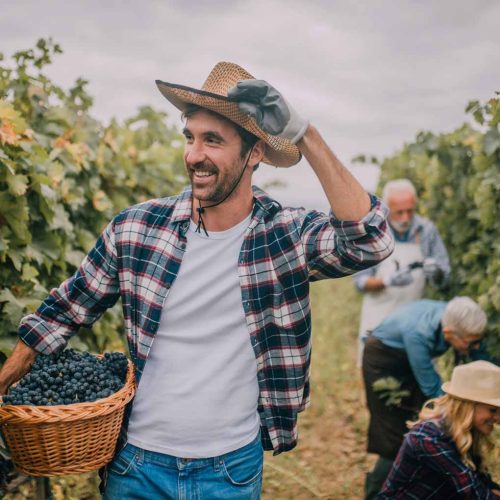 young-man-vineyard-1